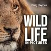 Wildlife In Pictures