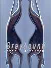 Greyhound