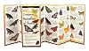 Common Butterflies of Florida (Foldingguides)