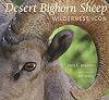 Desert Bighorn Sheep: Wilderness Icon