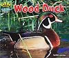 Wood duck