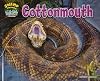 Cottonmouth
