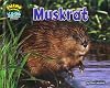 Muskrat