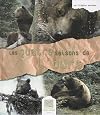 Les quatre saisons de l'ours