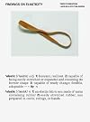 Findings on Elasticity