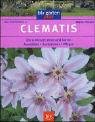 Clematis