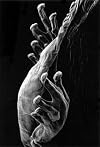 Claudia Fahrenkemper: Photomicrographs