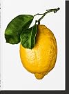 The Gourmand's Lemon: A Collection of Stories and Recipes