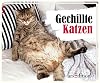 Gechillte Katzen
