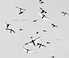 Trent Parke: Minutes to Midnight