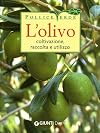 L'ยolivo: coltivazione, raccolta e utilizzo