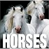 Horses (CubeBook)