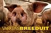 Varkens Breeduit