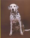 In Almost Every Picture 5 Dog