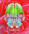 Brein in beeld op verkenning in de menselijke hersenen