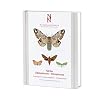 Fjärilar: Ädelspinnare - tofsspinnare (Lepidoptera: Lasiocampidae - Lymantriidae)