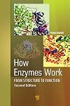 How Enzymes Work: From Structure to Function