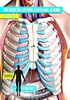 Body of Evidence: Skeletal System, Cartilage, & Bone