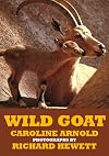Wild goat
